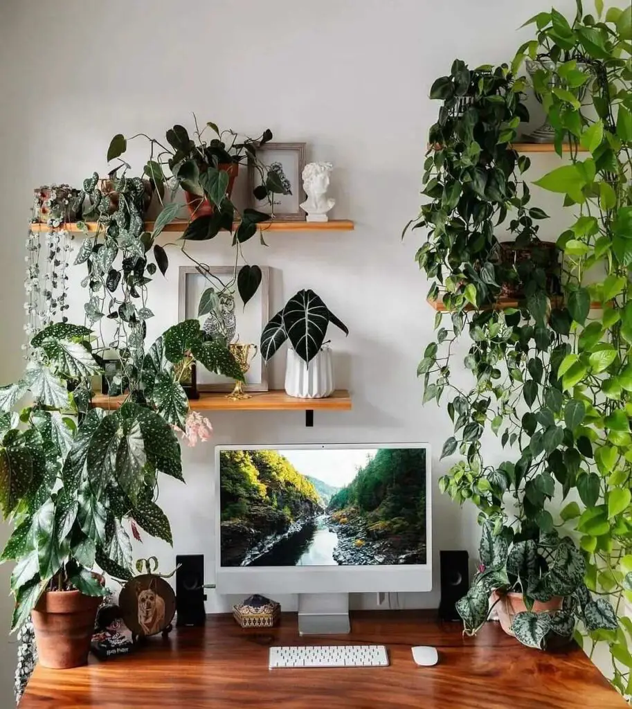 Botanical Plant Shelf