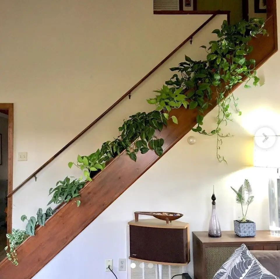 Railing Along the Stairs Decorated with Ivy and Spider Plants