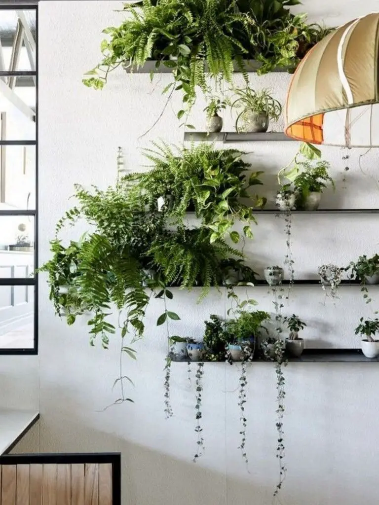 Wall-Mounted Plant Shelves with Philodendron, Peperomia and Succulents